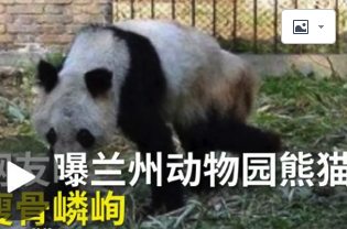 熊猫瘦成皮包骨，繁殖后代也用上了人工授精？