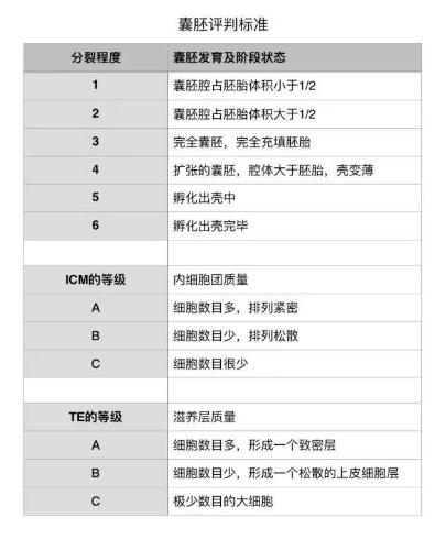 囊胚评判标准.png